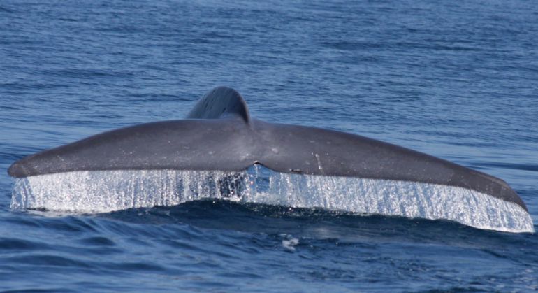 Калейдоскоп, Синие киты вернулись в Баренцево море | Синие киты вернулись в Баренцево море