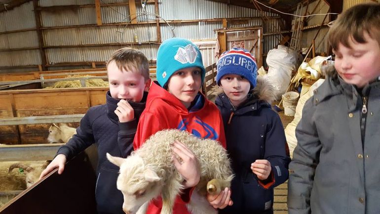 Туризм, Исландские дети предлагают прохожим обнять живого барашка за «доллор» | Исландские дети предлагают прохожим обнять живого барашка за «доллор»